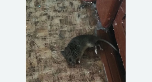 Дезинфекция от мышей в Пугачеве