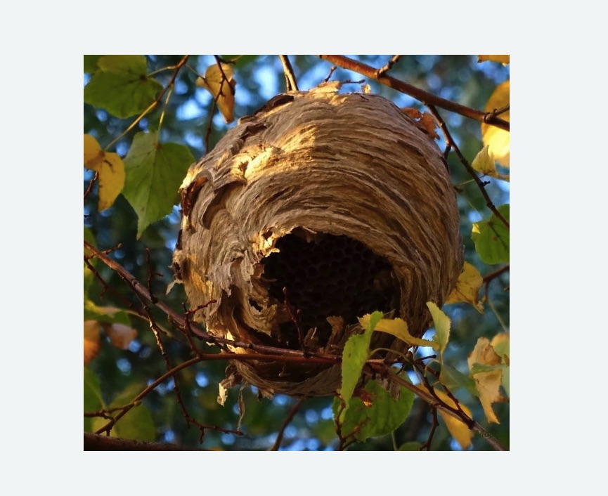 Обработка от шершней в Пугачеве