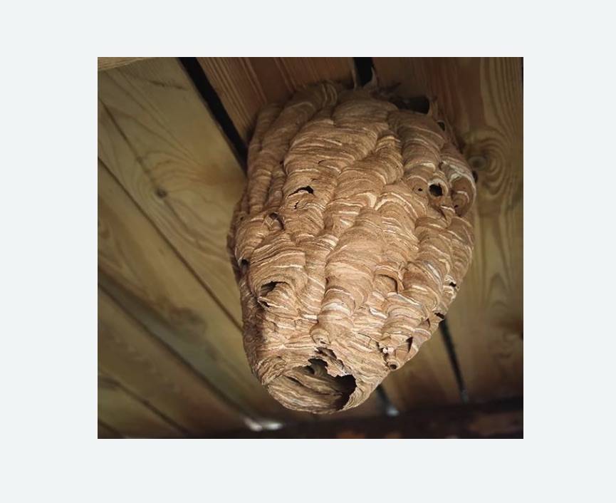 обработка от шершней в Пугачеве