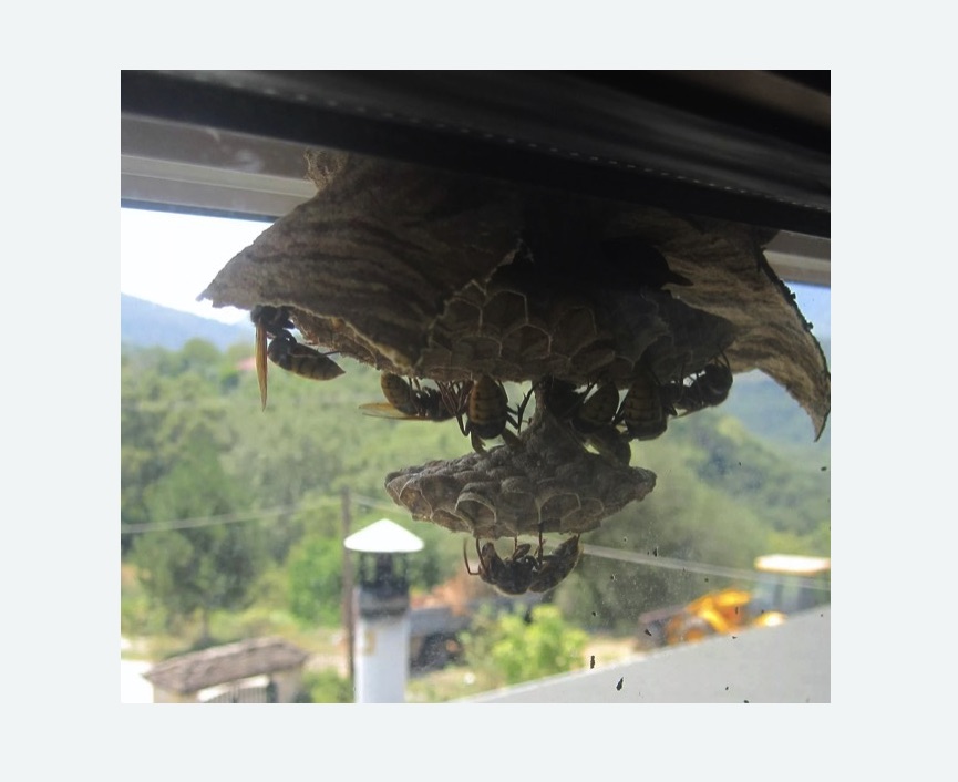 Уничтожение гнёзд шершней в Пугачеве