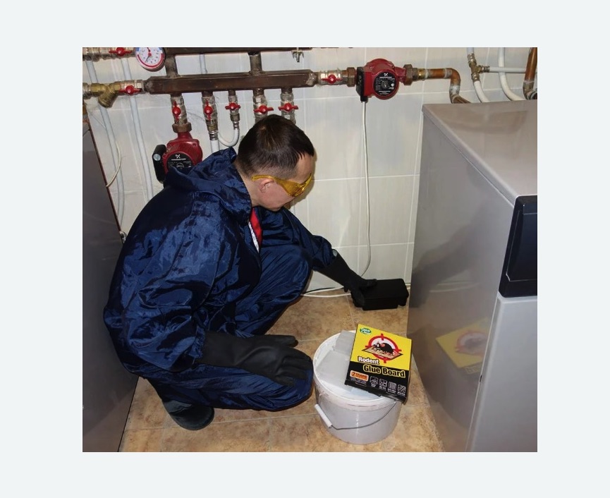 Уничтожение крыс в Пугачеве