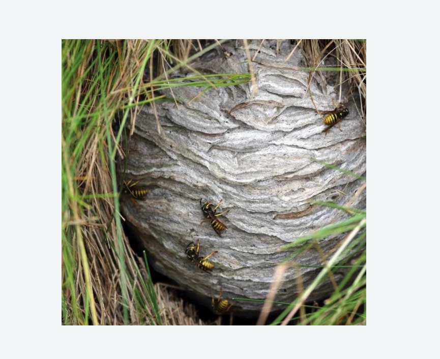 Уничтожение ос и ульев в Пугачеве